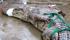 Bắt được cá sấu 15kg vô chủ bò lên sân nhà người dân