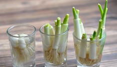 Trồng dễ thế này bảo sao dân mạng đang ào ào khoe “bé hành” mình trồng