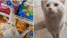 Chú mèo hoang thông minh “dụ” một người mua thức ăn cho mình, rồi được nhận nuôi luôn
