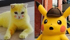 Cố chữa nấm cho mèo, cô chủ khiến em mèo biến thành màu vàng hoe như Pikachu
