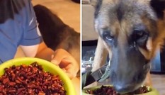 Phẫn nộ clip chú chó chảy nước mắt vì bị chủ ép ăn cả tô ớt để quay mukbang câu “like“