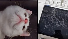 Để quên iPad ở nhà, khi về thì phát hiện ra em mèo cưng đã chụp hàng chục bức ảnh selfie