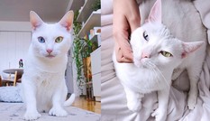 Bé mèo bị chủ cũ vứt đi chỉ vì 2 mắt có 2 màu khác nhau đã tìm được gia đình mới