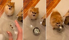 Clip cún yêu giận dỗi đá văng tô thức ăn vì bị chủ “troll” thu hút hơn 20 triệu lượt xem