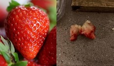 Vật khủng khiếp trong quả dâu mua ở siêu thị, khiến cô bé 6 tuổi vừa ăn đã phải đi cấp cứu