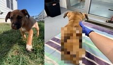 Thanh niên nhẫn tâm đốt cái chuồng bằng nhựa, mặc dù chú chó nhỏ của mình ở trong chuồng