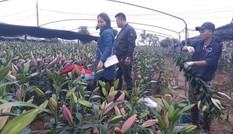 Bên trong vựa hoa lớn nhất Bắc Giang ngày giáp Tết