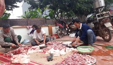 Giá tăng kỷ lục, người dân quê vẫn tưng bừng đụng lợn đón Tết