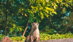 Ngắm loạt ảnh “siêu xịn” dưới đây có khiến bạn muốn ghé thăm Thảo Cầm Viên một lần?