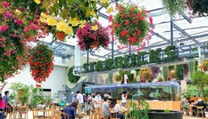 Bên trong cửa hàng Starbucks nhà kính ngàn hoa “đốn tim” các tín đồ sống ảo ở Nhật Bản