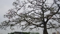 Cây hoa gạo trong “Cô gái nhà người ta” xác xơ sau khi khách du lịch đổ xô tới tham quan