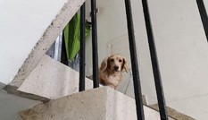 Cái kết đầy bất ngờ của chàng shipper đi giao hàng bỗng gặp lại chó cưng thất lạc 5 năm