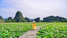 Đẹp lụy tim con đường gỗ giữa cánh đồng sen đang nở rộ ở Hang Múa (Ninh Bình)