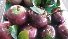 Vú sữa đầu mùa hơn 100 ngàn/kg, đắt gấp đôi năm trước