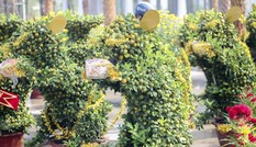 Quất bonsai tạo hình chuột khuấy động chợ hoa Tết