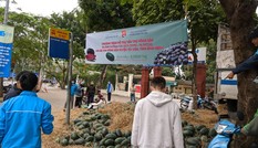 Tuổi trẻ Bình Định tham gia 'giải cứu' dưa hấu trong mùa dịch