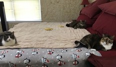 Khi “đại boss” cùng hưởng ứng lời kêu gọi “ở nhà mùa dịch“