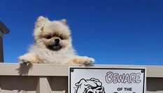Muôn vàn biểu cảm khó đỡ của các “Boss” khi bị “Sen” dìm hàng