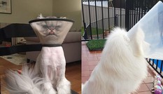 Món phụ kiện “thần thánh” của các "boss", cứ đeo vào là "sen" không nhịn được cười