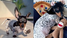 Moo - chú chó khiến cư dân mạng bối rối vì có bộ lông của một... cô bò sữa!