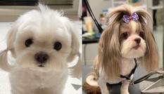 Chất phát ngất với hội "fashionista" trong thế giới thú cưng: Sành điệu miễn bàn!
