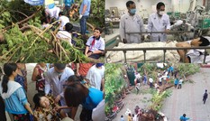 Toàn cảnh vụ cây phượng bật gốc đè vào người học sinh gây thương vong tại trường Bạch Đằng