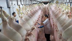 Cảnh báo doanh nghiệp tham gia, tiếp tay cho buôn lậu thịt lợn qua biên giới