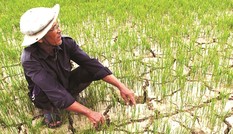 Thủ tướng yêu cầu khẩn cấp ứng phó với hạn mặn, thiếu nước
