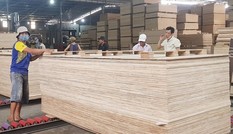 Ngăn chặn hành vi đưa gỗ Trung Quốc sang Việt Nam 'rửa' xuất xứ, bán sang Mỹ