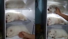Video cho cún con vào tủ lạnh chống nóng ở TP.HCM lên báo nước ngoài