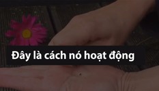 Bút chì có thể trồng cây bằng cách cắm xuống đất