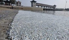 'Phải minh bạch việc bồi thường sự cố môi trường 4 tỉnh miền Trung'