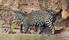 Báo đốm đoạt mạng trăn anaconda trong rừng già Brazil