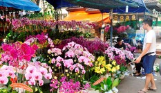 Đường phố Sài Gòn ngập hoa, nhộn nhịp không khí Tết