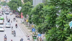 Hà Nội đã trồng mới 700.000 cây xanh trong năm 2017