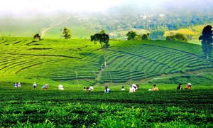 Những cồn trà xanh rì mướt ở Lai Châu