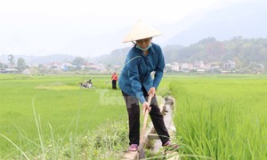 Nông dân căng bản thân bảo đảm vựa lúa lớn số 1 Lai Châu trước thô hạn