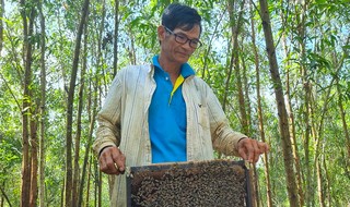 Nuôi ong du mục, lợi ích không ngờ