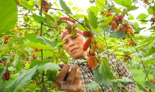 Dâu tằm vào mùa thu hoạch, chín đỏ vùng ven ngoại thành Hà Nội