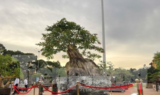 Du khách tò mò đi xem chậu bonsai bằng lăng độc lạ, xoay tròn
