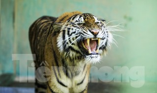 7 cá thể hổ từng được giải cứu giờ thế nào?