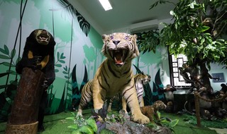 Có gì bên trong Bảo tàng Thiên nhiên Duyên hải miền Trung?