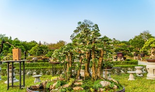 'Trình làng' hơn 1.000 tuyệt phẩm phong lan, đá, kiểng tại Huế