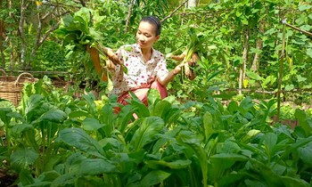 Ngắm khu vườn hoa trái và cuộc sống bình an thôn dã của cô gái bỏ phố thị