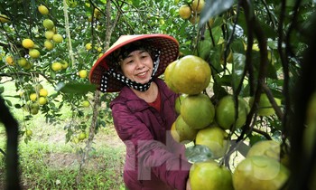 Chiêm ngưỡng vườn cam tiền tỷ sắp vào vụ Tết