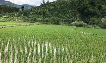 Lâm Đồng: Đề xuất miễn thuế đất cho các hộ dân tộc thiểu số thiếu đất