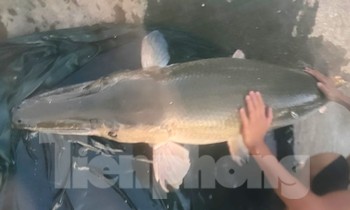 Phát hiện cá lạ nặng tới 40kg bơi trên rạch ở Bình Dương