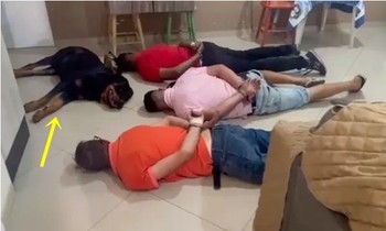 Chú chó của nhóm tội phạm không bảo vệ chủ mà nằm lăn ra chịu trận khi cảnh sát tới