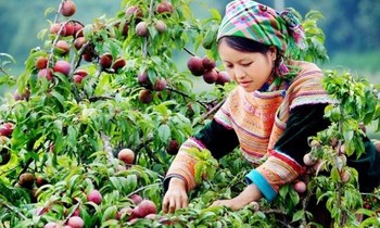 Nhiều hoạt động tại Lễ hội hái mận ở Mộc Châu