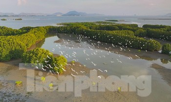 Đàn cò bay về trú ngụ trên những cánh rừng ngập mặn. Ảnh: Dũng Nhân